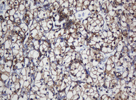 TAPBPL Antibody in Immunohistochemistry (Paraffin) (IHC (P))