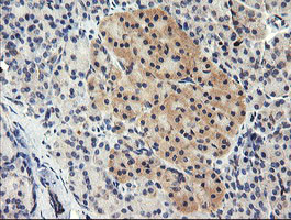 TAPBPL Antibody in Immunohistochemistry (Paraffin) (IHC (P))