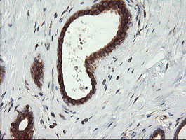 TAPBPL Antibody in Immunohistochemistry (Paraffin) (IHC (P))