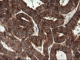 TAPBPL Antibody in Immunohistochemistry (Paraffin) (IHC (P))