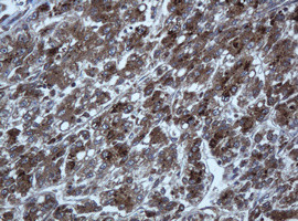 TAPBPL Antibody in Immunohistochemistry (Paraffin) (IHC (P))