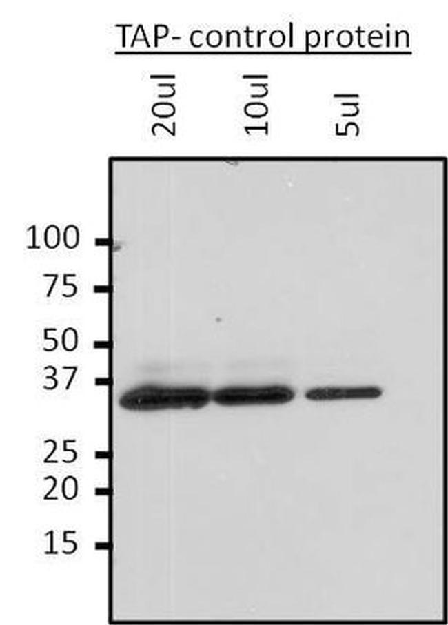 TAP Tag Antibody in Western Blot (WB)