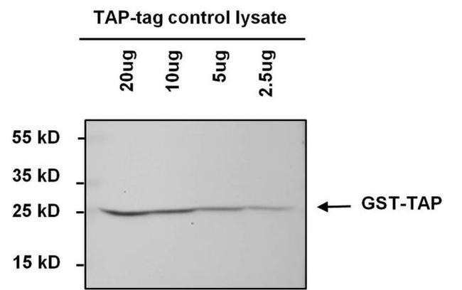 TAP Tag Antibody in Western Blot (WB)