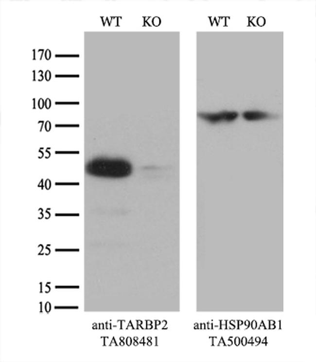 TARBP2 Antibody in Western Blot (WB)