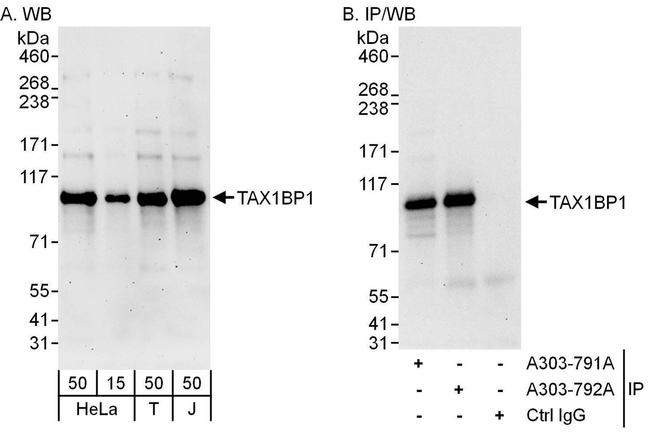 TAX1BP1 Antibody in Western Blot (WB)