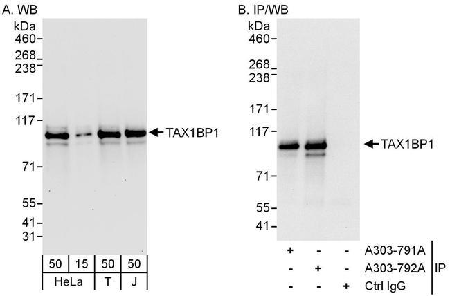 TAX1BP1 Antibody in Western Blot (WB)