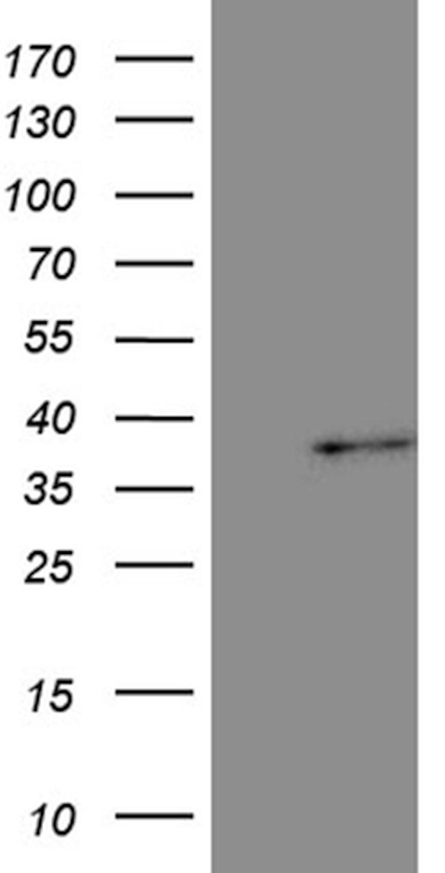 TAZ Antibody in Western Blot (WB)