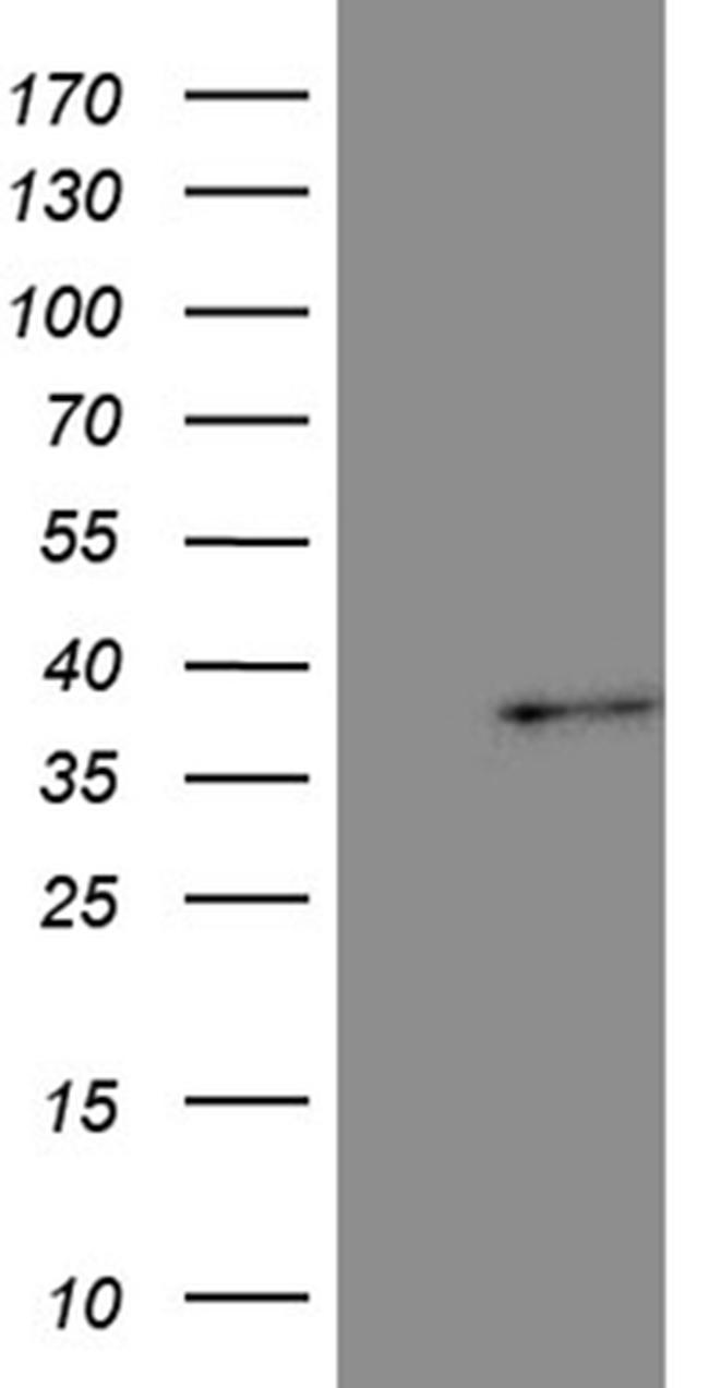 TAZ Antibody in Western Blot (WB)