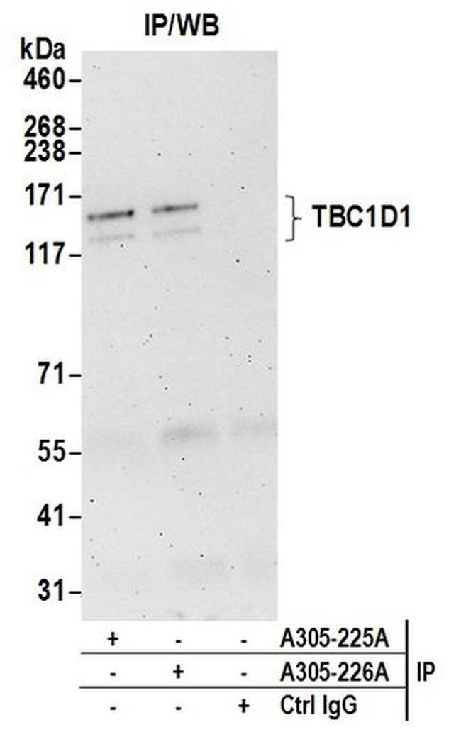 TBC1D1 Antibody in Western Blot (WB)