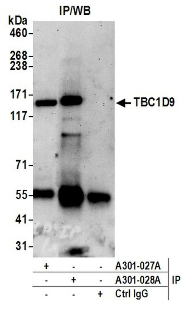 TBC1D9/MDR1 Antibody in Immunoprecipitation (IP)