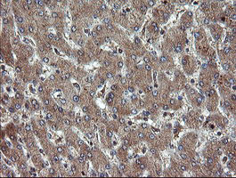 TBCC Antibody in Immunohistochemistry (Paraffin) (IHC (P))