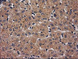 TBCEL Antibody in Immunohistochemistry (Paraffin) (IHC (P))