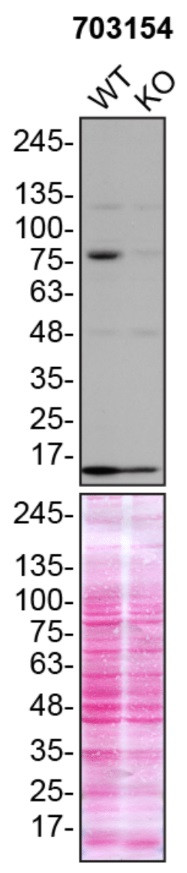 TBK1 Antibody