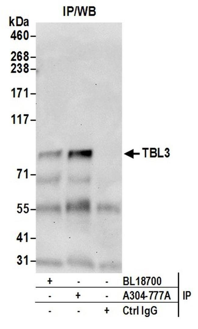 TBL3 Antibody in Western Blot (WB)