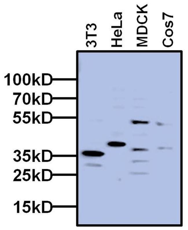 TBP Antibody in Western Blot (WB)