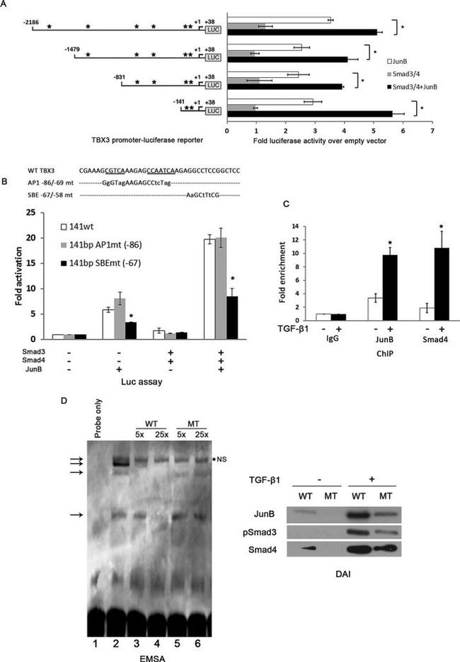 TBX3 Antibody in Western Blot (WB)