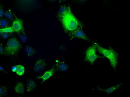 TBXAS Antibody in Immunocytochemistry (ICC/IF)