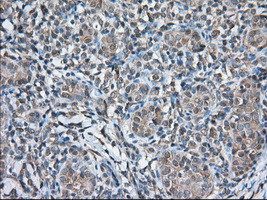 TBXAS Antibody in Immunohistochemistry (Paraffin) (IHC (P))