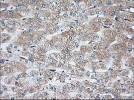 TBXAS Antibody in Immunohistochemistry (Paraffin) (IHC (P))