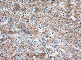 TBXAS Antibody in Immunohistochemistry (Paraffin) (IHC (P))