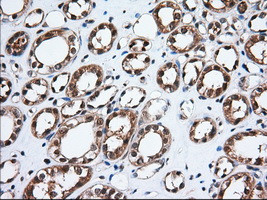 TBXAS Antibody in Immunohistochemistry (Paraffin) (IHC (P))