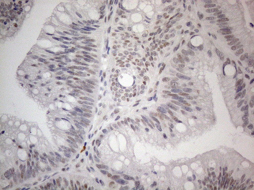 TCEAL1 Antibody in Immunohistochemistry (Paraffin) (IHC (P))