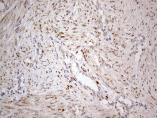 TCEAL1 Antibody in Immunohistochemistry (Paraffin) (IHC (P))