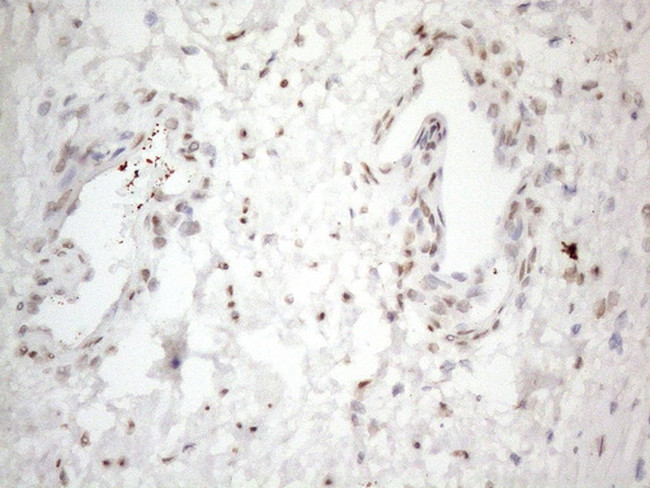 TCEAL1 Antibody in Immunohistochemistry (Paraffin) (IHC (P))