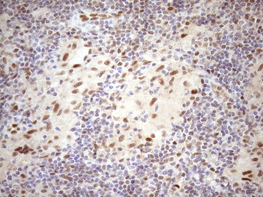 TCEAL1 Antibody in Immunohistochemistry (Paraffin) (IHC (P))