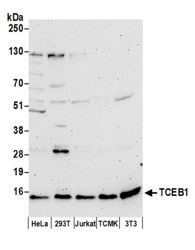 TCEB1 Antibody in Western Blot (WB)