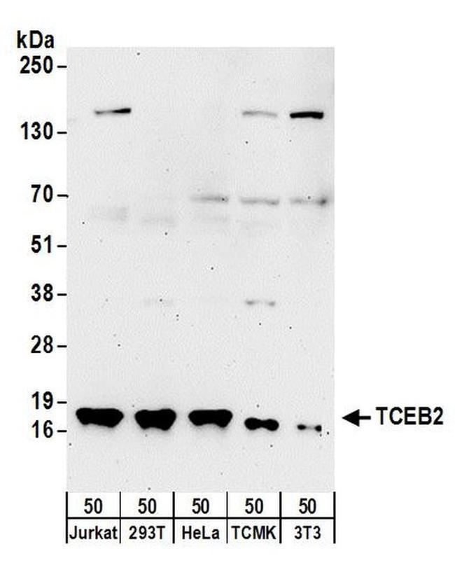 TCEB2 Antibody in Western Blot (WB)