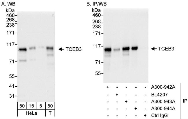 TCEB3 Antibody in Western Blot (WB)