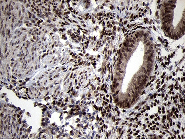 TCF12 Antibody in Immunohistochemistry (Paraffin) (IHC (P))