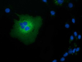 TCP11L2 Antibody in Immunocytochemistry (ICC/IF)