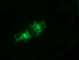 TCP11L2 Antibody in Immunocytochemistry (ICC/IF)