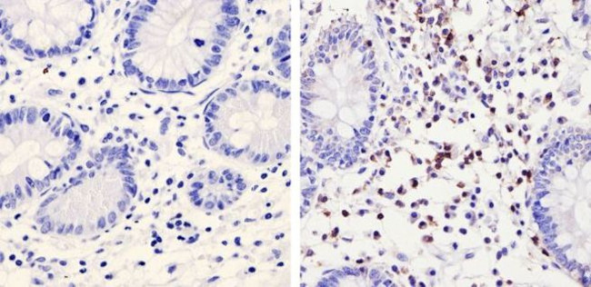 TRAC Antibody in Immunohistochemistry (Paraffin) (IHC (P))