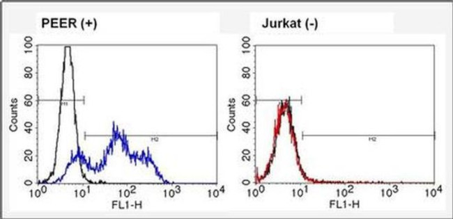 TCR V alpha 12.1 Antibody