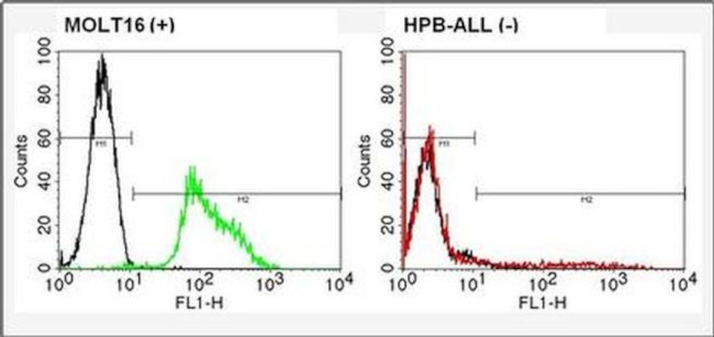 TCR V alpha 2 Antibody