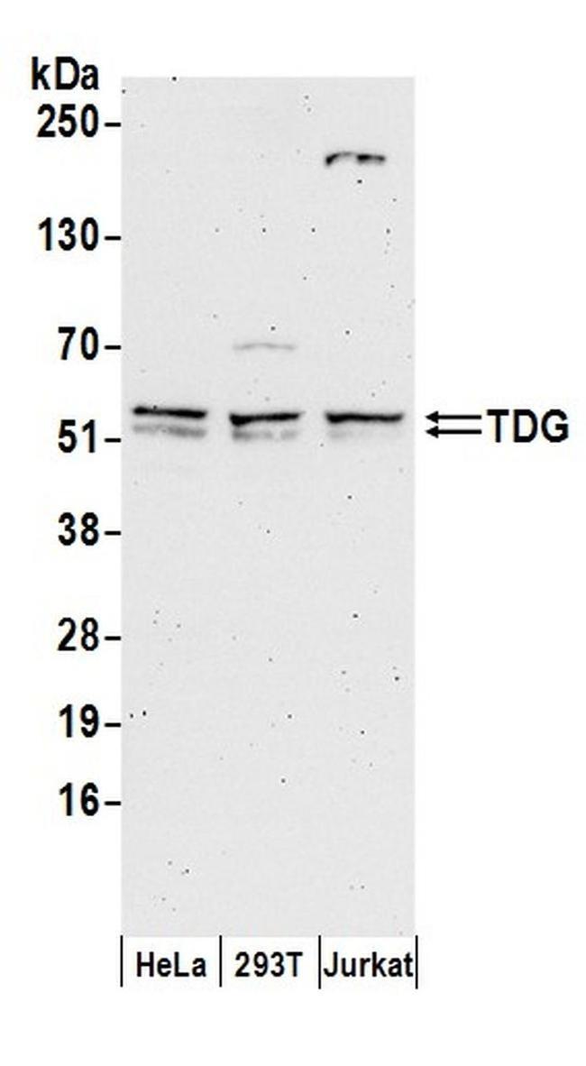 TDG Antibody in Western Blot (WB)