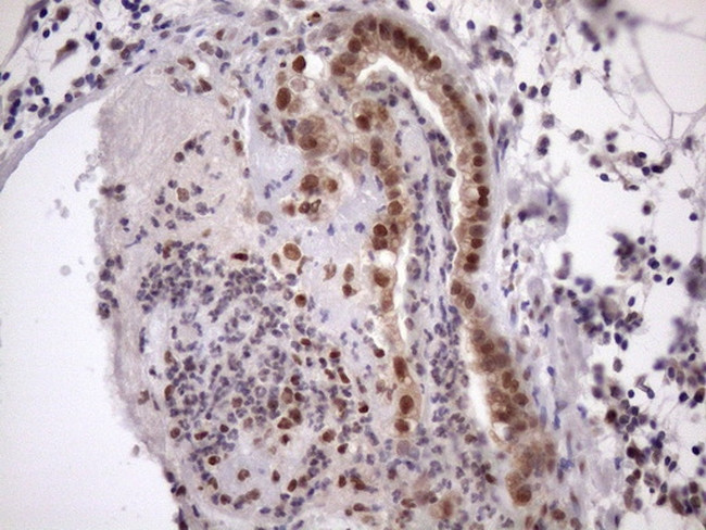 TDG Antibody in Immunohistochemistry (Paraffin) (IHC (P))