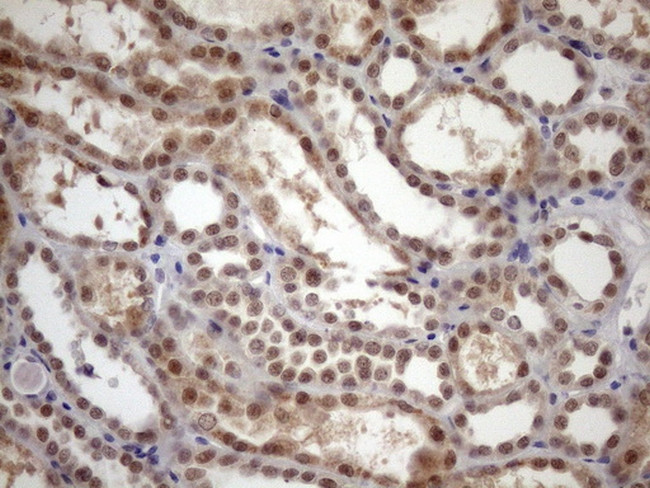 TDG Antibody in Immunohistochemistry (Paraffin) (IHC (P))