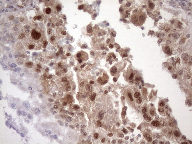 TDG Antibody in Immunohistochemistry (Paraffin) (IHC (P))