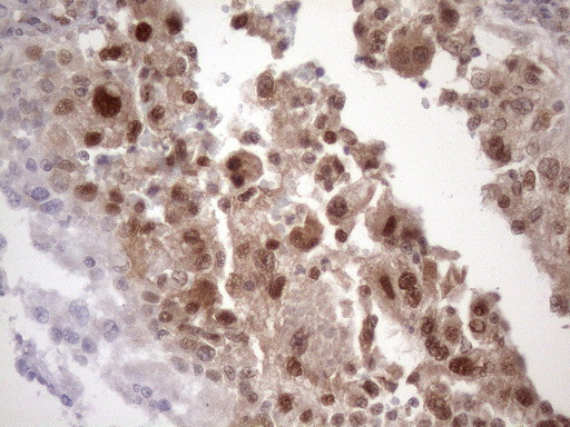 TDG Antibody in Immunohistochemistry (Paraffin) (IHC (P))