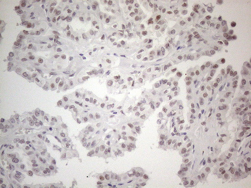 TDG Antibody in Immunohistochemistry (Paraffin) (IHC (P))