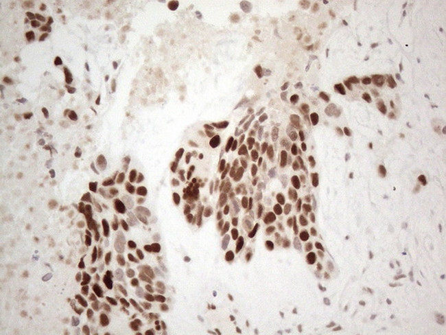 TDG Antibody in Immunohistochemistry (Paraffin) (IHC (P))