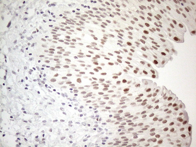 TDG Antibody in Immunohistochemistry (Paraffin) (IHC (P))