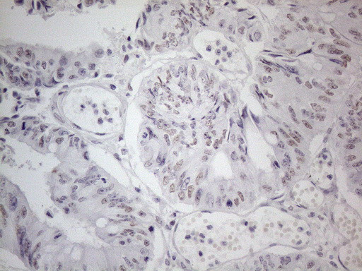 TDG Antibody in Immunohistochemistry (Paraffin) (IHC (P))