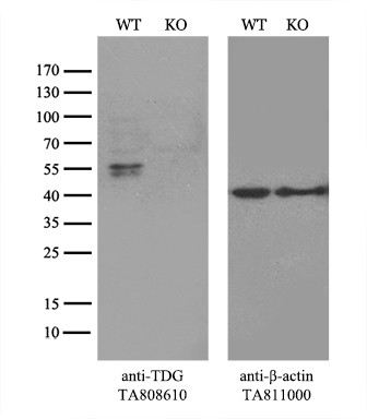 TDG Antibody