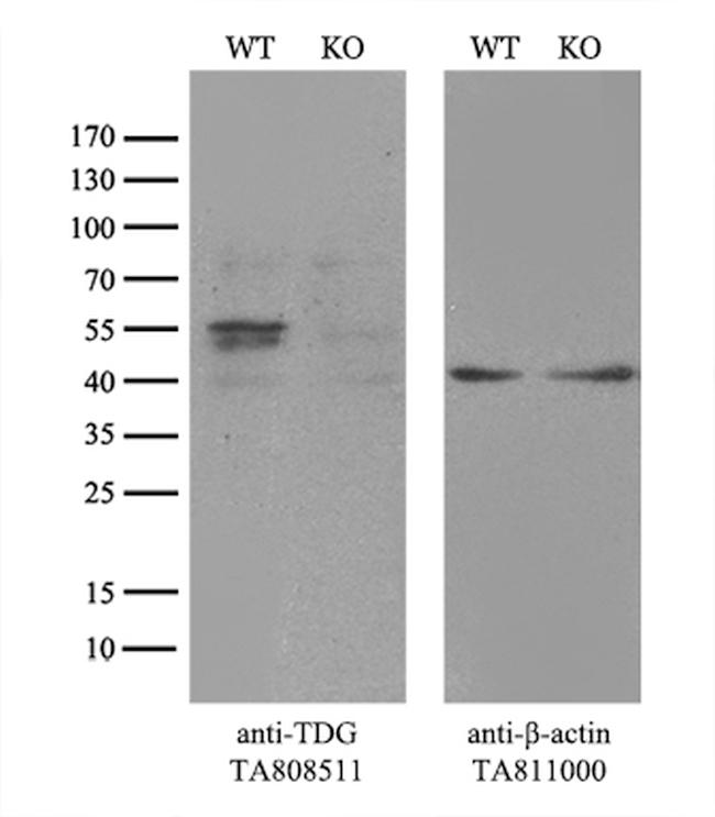 TDG Antibody in Western Blot (WB)