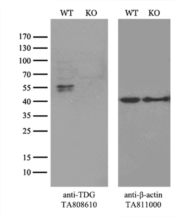 TDG Antibody in Western Blot (WB)